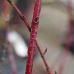 Cornus alba 'Spaethii'