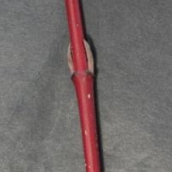 Cornus alba 'Spaethii'