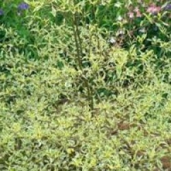 Cornus alternifolia 'Argentea' - Cornouiller alternifolia argent�