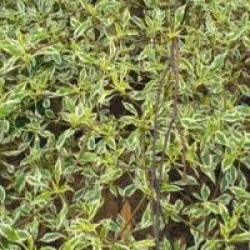 Cornus alternifolia 'Argentea'