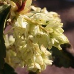 Ribes laurifolium - Groseiller � feuilles de laurier