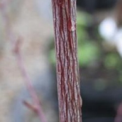 Acer davidii 'Serpentine'