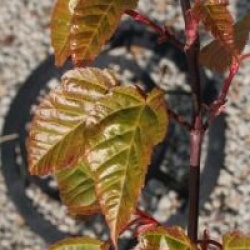 Acer davidii 'Serpentine'