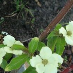 Cornus controversa - Cornouiller des pagodes
