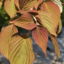 Cornus controversa