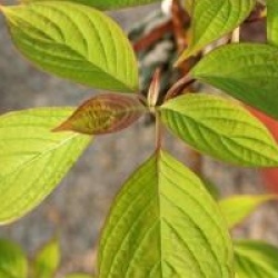 Cornus controversa