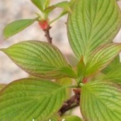 Cornus controversa