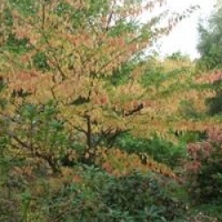 Cornus controversa 'Pagoda'