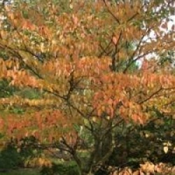 Cornus controversa 'Pagoda' - Cornouiller Pagoda
