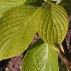 Cornus controversa 'Pagoda'