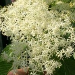 Cornus controversa 'Pagoda'