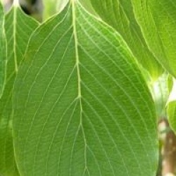 Cornus controversa 'Pagoda'