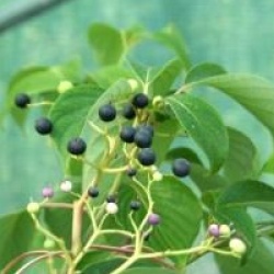 Cornus controversa 'Pagoda'