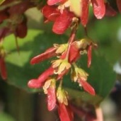 Acer davidii 'Serpentine' - �rable � peau de serpent