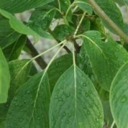 Cornus controversa 'Pagoda'
