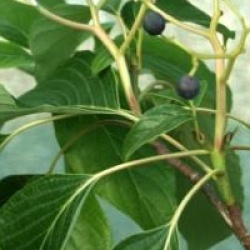 Cornus controversa 'Pagoda'