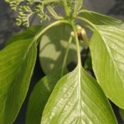 Cornus controversa 'Pagoda'
