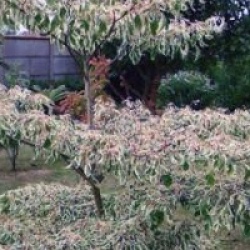 Cornus controversa 'Variegata' - Cornouiller des pagodes panach�