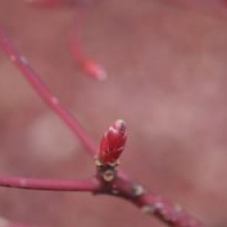 Cornus controversa 'Variegata'