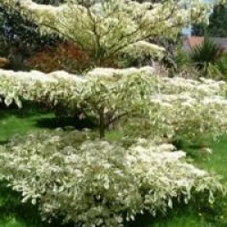 Cornus controversa 'Variegata'