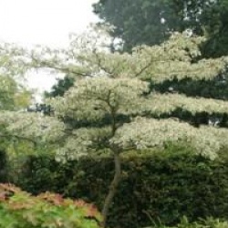 Cornus controversa 'Variegata'