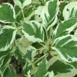 Cornus controversa 'Variegata'