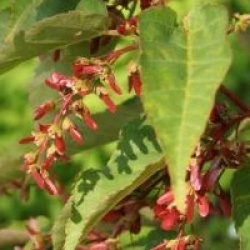 Acer davidii 'Serpentine'