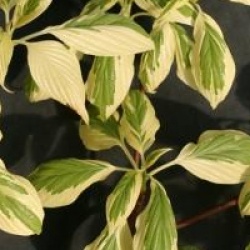 Cornus controversa 'Variegata'