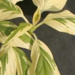 Cornus controversa 'Variegata'