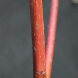 Cornouiller des pagodes � bois orange