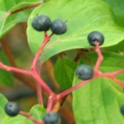Cornus controversa 'Winter Orange'