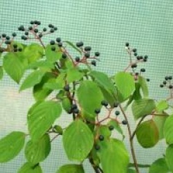 Cornus controversa 'Winter Orange'