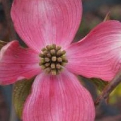Cornus florida 'Cherokee Chief'