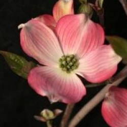 Cornoullier � fleurs Cherokee Chief