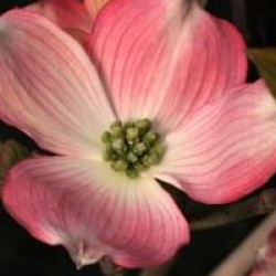 Cornus florida 'Cherokee Chief'