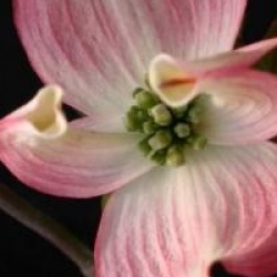 Cornus florida 'Cherokee Chief'