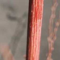 Acer davidii 'Selection' - �rable � peau de serpent Selection