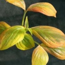 Cornus florida 'Cherokee Chief'