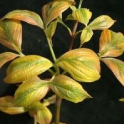 Cornus florida 'Cherokee Chief'