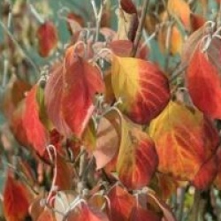 Cornus florida 'Cherokee Chief'