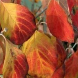 Cornus florida 'Cherokee Chief'