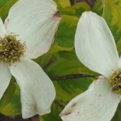 Cornus florida 'Cherokee Sunset' - Cornouiller � fleurs Cherokee Sunset