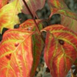 Cornus florida 'Cherokee Sunset'