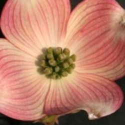 Cornus florida 'Cherokee Sunset'