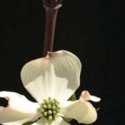 Cornouiller � fleurs Cloud Nine