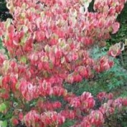 Cornus florida 'Daybreak' 