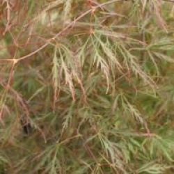 Acer palmatum 'Stella Rossa' - �rable du Japon Stella Rossa