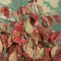 Cornus florida 'Daybreak' 