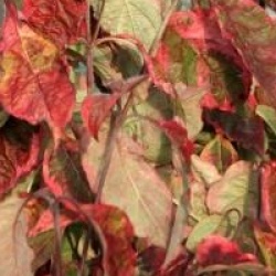 Cornus florida 'Daybreak' 