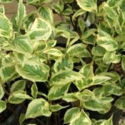 Cornus florida 'Daybreak' 